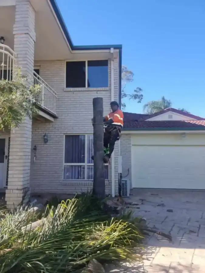 Wild Tree Solutions arborist harnessed up for a palm climb.