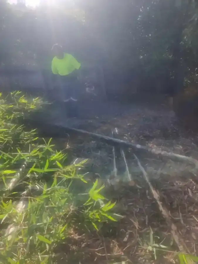 Wild Tree Solutions cutting up big logs with the chainsaw as a team.
