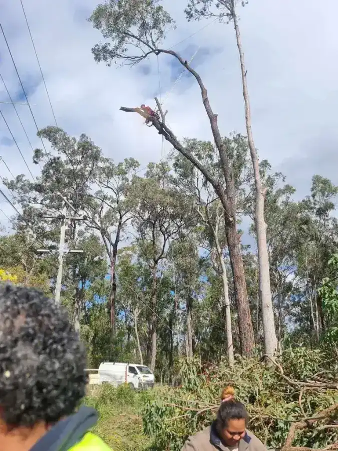 Wild Tree Solutions arborist roped up high in a large tree during a removal near Redbank Plains.
