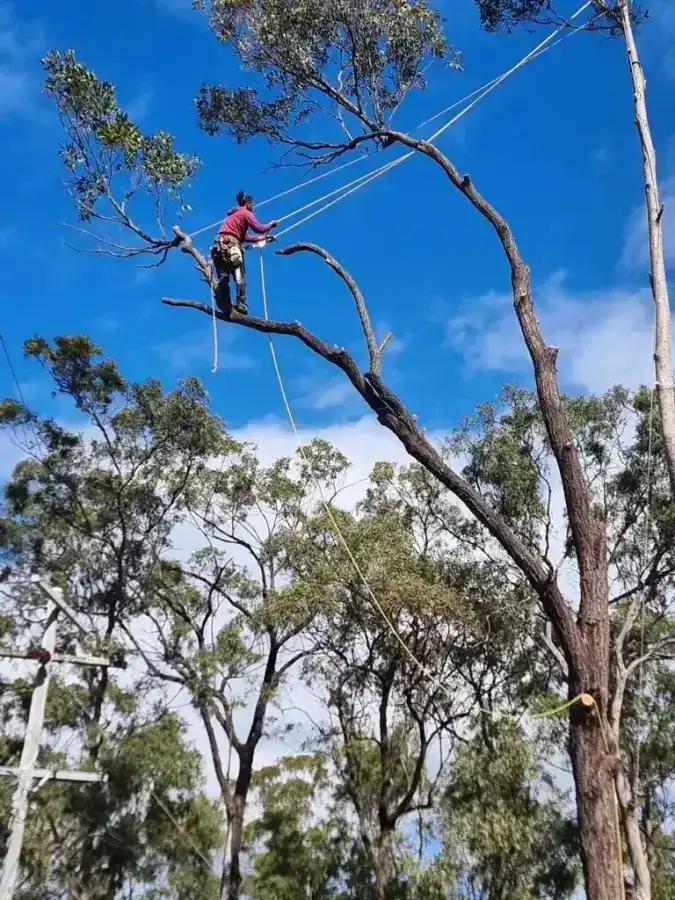 Wild Tree Solutions climber carrying out high limb work near powerlines.