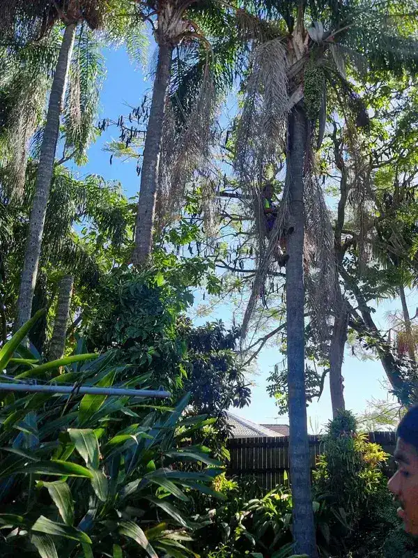 Wild Tree Solutions clearing land on a local block.