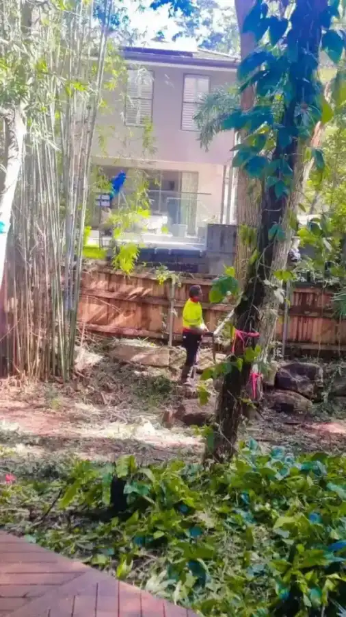 Wild Tree Solutions handling a tall tree on the job.