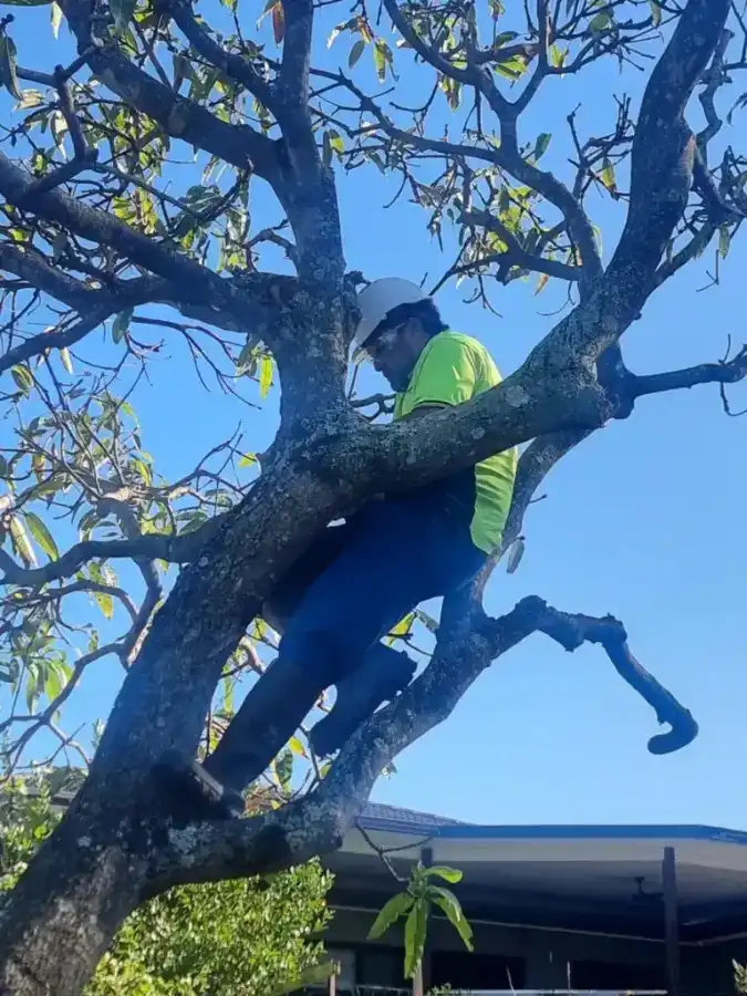 Wild Tree Solutions work photo — a tree job in progress.