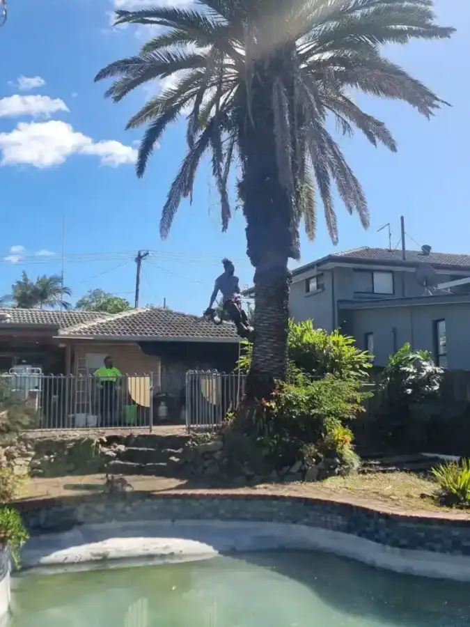 Wild Tree Solutions equipment and tree work on site.