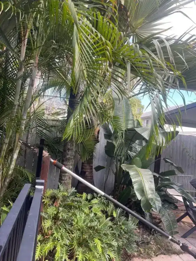 Wild Tree Solutions crew working on a local tree.