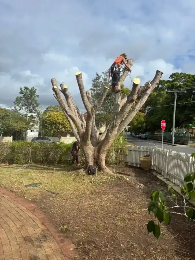 Wild Tree Solutions tackling a tree in the Redbank Plains region.